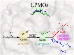 Graphical abstract: Theoretical study of the in situ formation of H2O2 by lytic polysaccharide monooxygenases: the reaction mechanism depends on the type of reductant