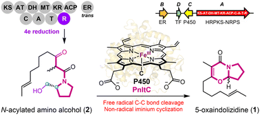 Graphical abstract: Multifunctional cytochrome P450 orchestrates radical cleavage and non-radical cyclization in 5-oxaindolizidine biosynthesis
