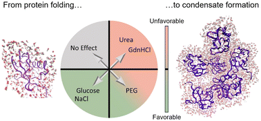 Graphical abstract: Tuning biological processes via co-solutes: from single proteins to protein condensates – the case of α-elastin condensation