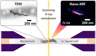 Graphical abstract: Imaging biomineralizing bacteria in their native-state with X-ray fluorescence microscopy