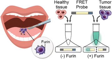 Graphical abstract: Visually distinguishing between tumor tissue and healthy tissue within ten minutes using proteolytic probes