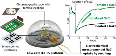 Graphical abstract: Plant-on-a-chip: continuous, soilless electrochemical monitoring of salt uptake and tolerance among different genotypes of tomato