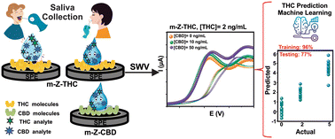 Graphical abstract: Ultra-low dual detection of tetrahydrocannabinol and cannabidiol in saliva based on electrochemical sensing and machine learning: overcoming cross-interferences and saliva-to-saliva variations
