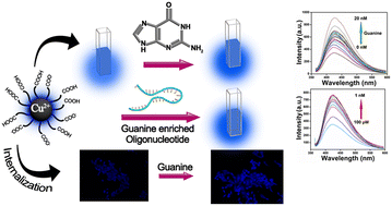 Graphical abstract: Cu2+-integrated carbon dots as an efficient bioprobe for the selective sensing of guanine nucleobase
