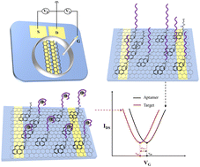 Graphical abstract: Detection of SARS-CoV-2 and noroviruses in cold-chain food samples using aptamer-functionalized graphene field-effect transistors