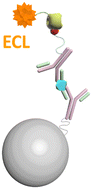 Graphical abstract: Recent advances in electrochemiluminescence immunosensing