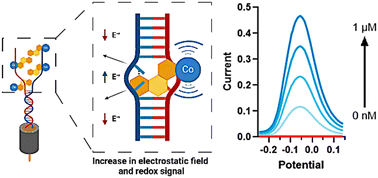 Graphical abstract: Electrochemical signal amplification for pathogen nucleic acid detection utilizing a cobalt-based DNA-binding metallo-intercalator
