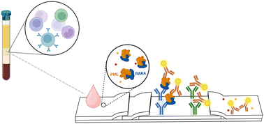 Graphical abstract: Lateral flow assay-based detection of nuclear fusion oncoprotein: implications for screening of acute promyelocytic leukemia