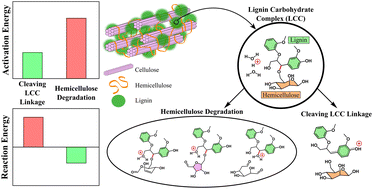 Graphical abstract: Reaction pathways and energetics of the deconstruction of lignin carbohydrate complexes (LCCs) in lignocellulosic biomass