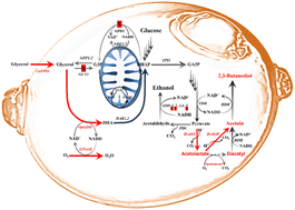 Graphical abstract: Engineering Saccharomyces cerevisiae and controlling conditions for 2,3-butanediol production from glycerol