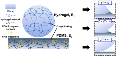 Graphical abstract: Flexible hydrogels connecting adhesion and wetting