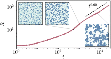 Graphical abstract: Phase separation kinetics and cluster dynamics in two-dimensional active dumbbell systems