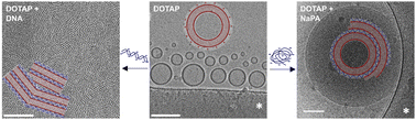 Graphical abstract: Lipid/polyelectrolyte complexes – effects of the polyelectrolyte architecture on the self-assembled structures