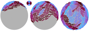 Graphical abstract: Strain rate controls alignment in growing bacterial monolayers