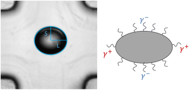 Graphical abstract: Drop deformation in a planar elongational flow: impact of surfactant dynamics