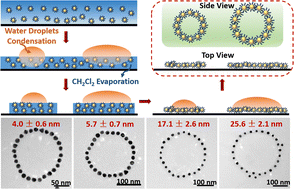 Graphical abstract: Self-assembly of gold nanoparticles into ring-like hierarchical superstructures with tunable interparticle distance