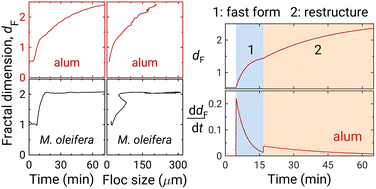 Graphical abstract: Light scattering study of algal floc growth and structure: alum vs. polymeric plant-derived flocculant