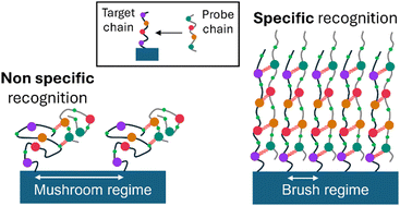 Graphical abstract: Chain stretching in brushes favors sequence recognition for nucleobase-functionalized flexible precise oligomers