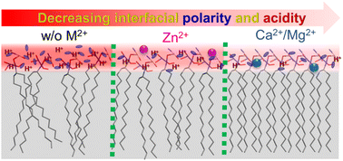 Graphical abstract: Determination of divalent metal ion-regulated proton concentration and polarity at the interface of anionic phospholipid membranes