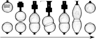Graphical abstract: Bubbles and drops between circular frames: shape, force and stability analysis