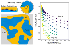 Graphical abstract: Confined bicontinuous microemulsions: nanoscale dynamics of the surfactant film
