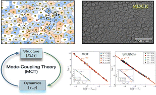 Graphical abstract: The structure-dynamics feedback mechanism governs the glassy dynamics in epithelial monolayers