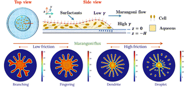 Graphical abstract: A generalized model for predicting different morphologies of bacterial swarming on a porous solid surface