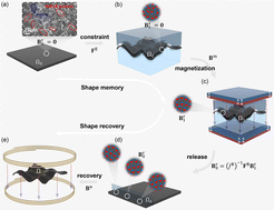 Graphical abstract: Shape memory and recovery mechanism in hard magnetic soft materials