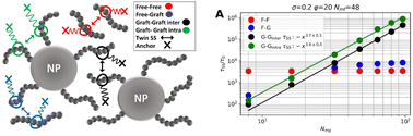Graphical abstract: A simulation method for highly entangled polymer nanocomposites: scaling exponents of slip-spring age among free and grafted chains, grafting density and nanoparticle/polymer interaction dependence on particle dispersion