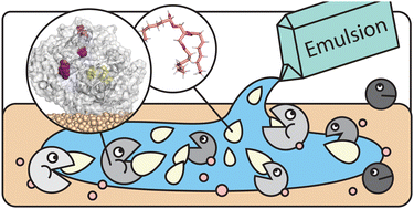 Graphical abstract: Immobilization and interfacial activation of lipase at liquid and solid interfaces