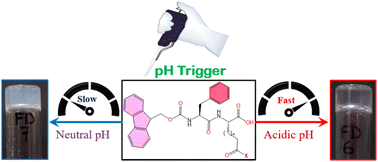 Graphical abstract: Fmoc-conjugated dipeptide-based hydrogels and their pH-tuneable behaviour