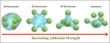 Graphical abstract: Nanostar self-assemblies of spherical nanoparticles inside lipid vesicles