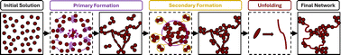 Graphical abstract: Capturing the impact of protein unfolding on the dynamic assembly of protein networks