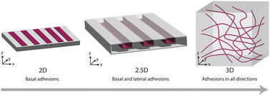 Graphical abstract: Designing hydrogel dimensionality to investigate mechanobiology