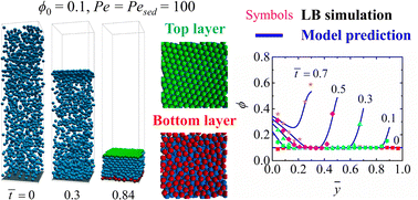 Graphical abstract: Microstructural evolution in drying colloidal films driven by evaporation and sedimentation: lattice Boltzmann simulation and a mathematical model