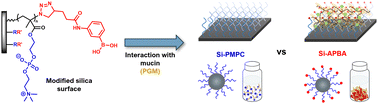 Graphical abstract: Boronic acid-mediated mucin/surface interactions of zwitterionic polymer brushes