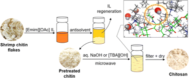 Graphical abstract: Ionic liquid strategy for chitosan production from chitin and molecular insights
