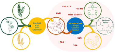 Graphical abstract: Copper catalyzed alkaline aerobic lignin depolymerization: effect of botanical origin and industrial extraction process on reactivity supported through characterization