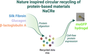 Graphical abstract: Nature-inspired recycling of a protein mixture into a green fluorescent protein-based hydrogel