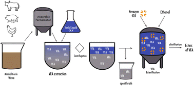 Graphical abstract: Volatile fatty acid extraction from fermentation broth using a hydrophobic ionic liquid and in situ enzymatic esterification