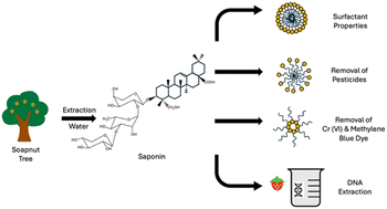 Graphical abstract: Using soapnut extract as a natural surfactant in green chemistry education: a laboratory experiment aligning with UN SDG 12 for general chemistry courses