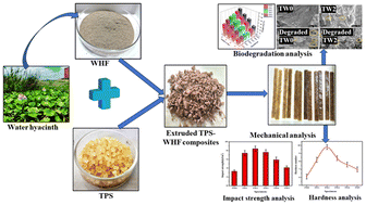 Graphical abstract: Development and characterization of water hyacinth reinforced thermoplastic starch as sustainable biocomposites