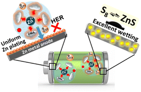 Graphical abstract: Modulating electrolyte solvation for high-performance aqueous zinc–sulfur batteries