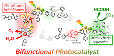 Graphical abstract: Bifunctional conjugated polymer photocatalysts for visible light water oxidation and CO2 reduction: function- and site-selective hybridisation of Ru(ii) complex catalysts