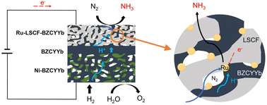 Graphical abstract: A mixed proton–electron-conducting cathode with a Ru nanoparticle catalyst for electrochemical ammonia synthesis based on a proton-conducting BZCYYb electrolyte