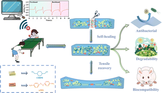 Graphical abstract: Multi-functional self-healing polyurethane elastomer based on chair conformation for strain sensors