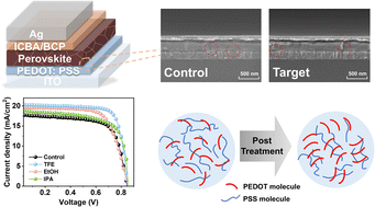 Graphical abstract: Enhanced charge carrier extraction and transport with interface modification for efficient tin-based perovskite solar cells
