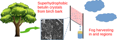 Graphical abstract: Microtextured coatings from superhydrophobic bark-derived bioparticles for fog harvesting