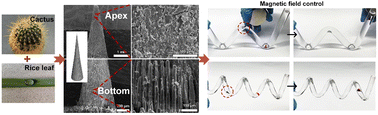 Graphical abstract: A magnetic-responsive conical microcolumn for removing oil pollution in tubes and emulsion filtering with ultra-high separation flux