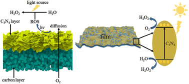 Graphical abstract: Artificial photosynthesis of H2O2 over a self-assembled two-dimensional g-C3N4 film